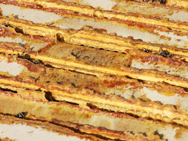 Propolis